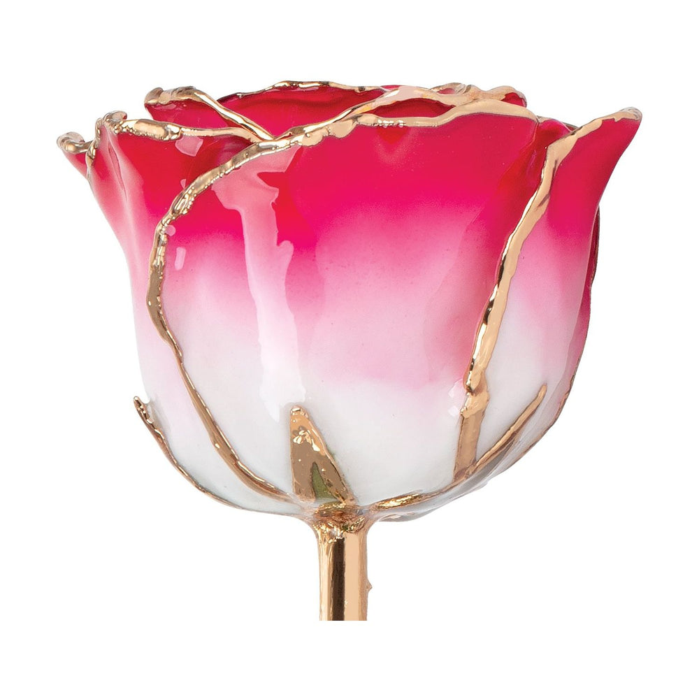 Lacquered Cream Red Rose with Gold Trim
